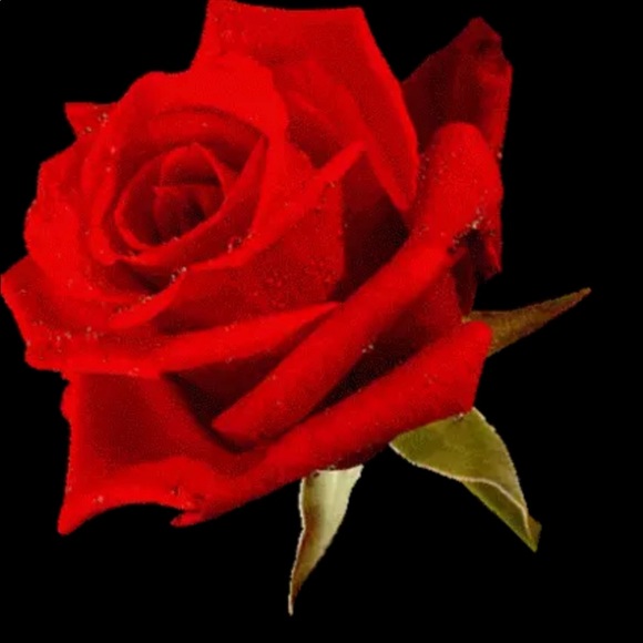 Sending all roses 🌹🥀 - Picture 2 of 2